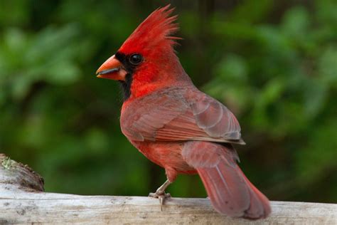From the streets of chicago to the garden of the gods in the shawnee national forest, illinois provides quite the collage of pictures. Pictures of State Birds - Photo Gallery