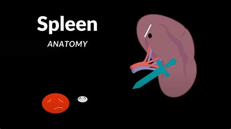 Spleen Anatomy Structures Function Topography Coverings And