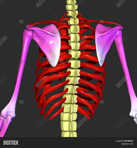 For several months, i awake with dull pain inside rib cage , on left side, under shoulder blade. Rib Cage, Back Bone Image & Photo (Free Trial) | Bigstock