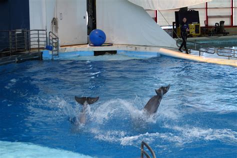 Dolphin Show National Aquarium In Baltimore Md 1212262 Photograph