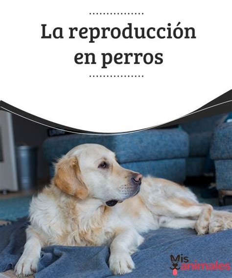 La Reproducción En Perros En Este Artículo Te Mostramos Todo Lo