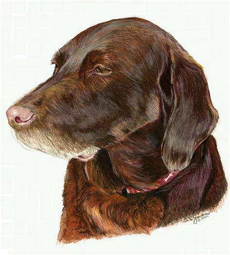 Cute puppies cute dogs dogs and puppies doggies baby animals funny animals cute animals labrador retriever chocolate dogs tumblr. Chocolate Labrador Drawing by Deb Gardner