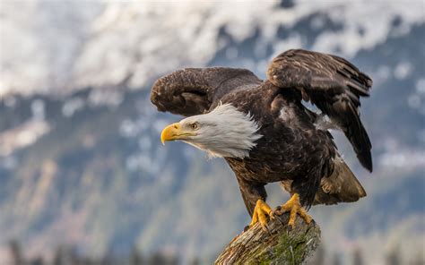 Download Wallpapers 4k Bald Eagle Wildlife American Symbols Hawk