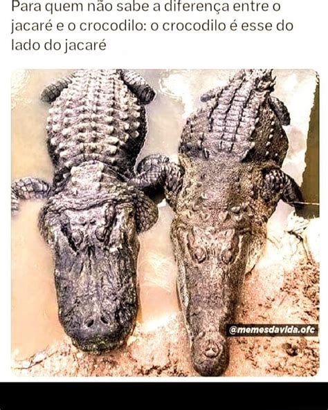 para quem não sabe a diferença entre o jacaré e o crocodilo o crocodilo é esse do lado do