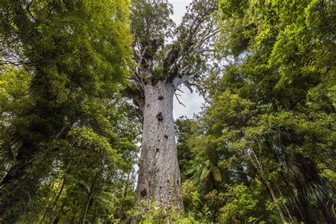 Tane Mahuta The Biggest Kauri Tree Up North Travel Local Art