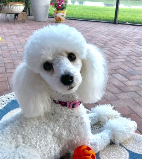 We did not find results for: Pin by Holly Trout on Poodles in 2020 | Toy poodle haircut ...