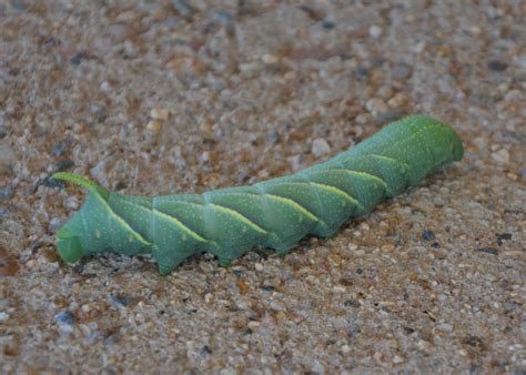 Tomato hornworms are pale green caterpillars with white and green markings and a protrusion. Living on Winchester Ranch: Giant Green Caterpillar