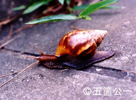 Giant African Snail Invasive Species Of Japan