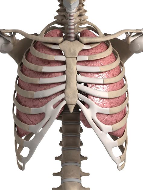 Lateral aspect of right humerus, radius and ulna. Lung And Thorax Stock Photo - Image: 30724540