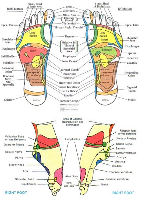 Download Foot Reflexology Chart 02 Reflexology Reflexology Massage