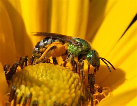 Controlling Wasps Bees And Hornets Around Your Home Fact Sheet