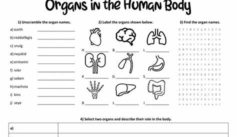 organ system overview worksheet