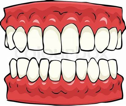False Teeth Gebiss Tanden Vorm Tand Mund