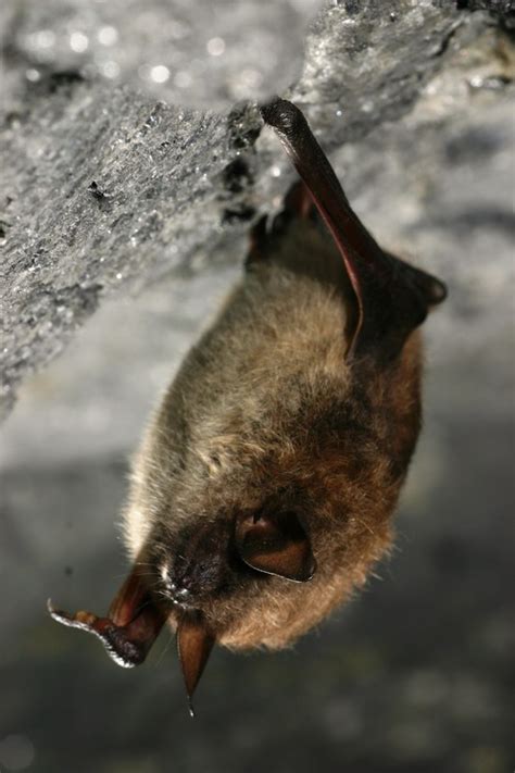 Little Brown Bat Guide New York Natural Heritage Program
