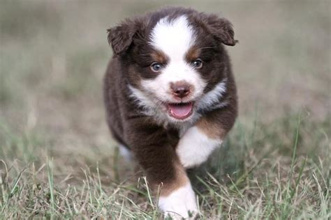 You can make a $300.00 pay pal deposit to hold the mini aussie/ miniature australian shepherd puppy of we do not ship our puppies. Australian Shepherd Puppies For Sale | Houston, TX #316816