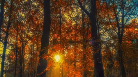Autumn Forest Trees With Sunbeam 4k Nature Hd Desktop Wallpaper