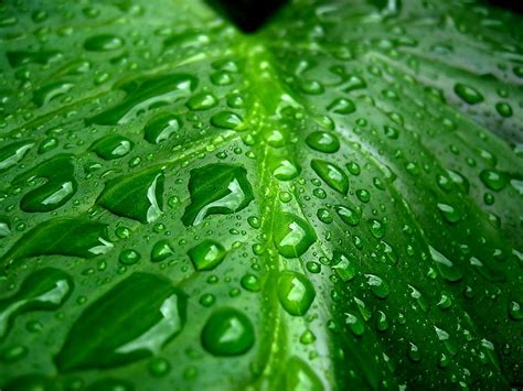 Green Dew Moisture Background 🔥 Best Free Download Pictures