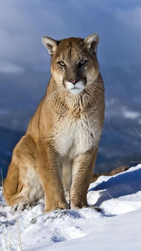 Cougar Mountain Lion Big Cats Animals Beautiful Wild
