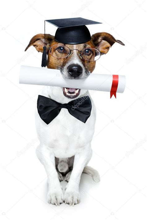 Graduated Dog With Diploma — Stock Photo © Damedeeso 8779930
