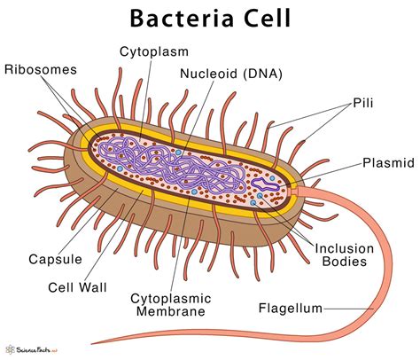Bacteria Cell Structure