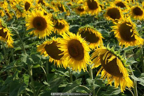 Sunflower plant sunflower leaves planting sunflowers plant leaves. Photo of Sunflower plants. Sunflower plantation, Loire ...