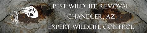 Animal control pest control repairs. Chandler Wildlife Removal - Arizona Pest Wildlife Removal