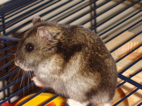 Campbells Russian Dwarf Hamster Info Pictures Traits Facts Hamster Care Guide