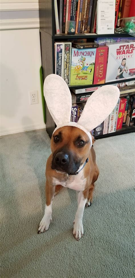 Got Room For One More Easter Doggo Dogpictures