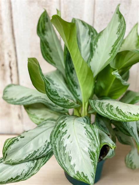 Chinese Evergreen Plant The Vines Flowers