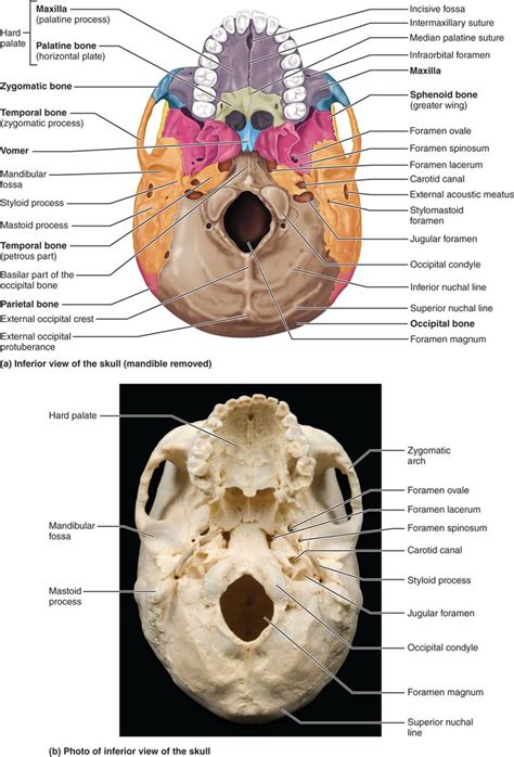 8 Bones Of The Cranium