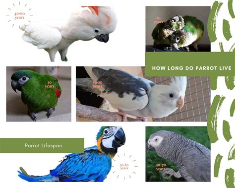 How Long Do Parrots Live Parrot Lifespan