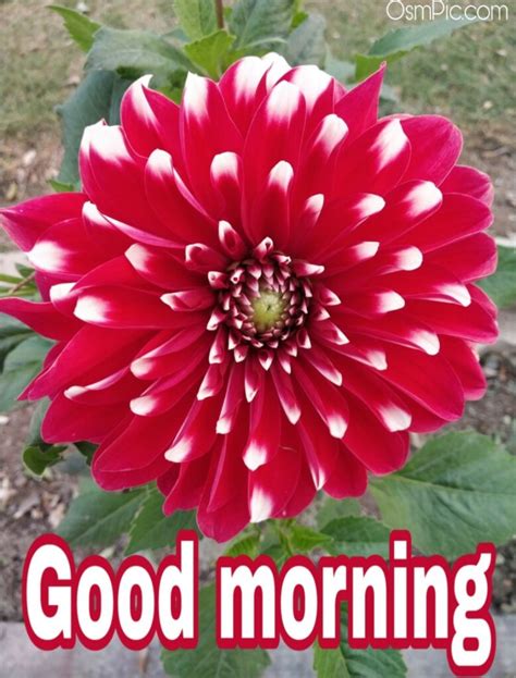 Good morning with fresh flowers. Top 50 Good Morning Flowers Images Pictures HD Photos Free ...