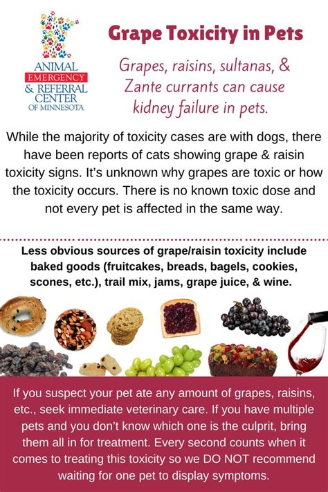 Grape And Raisin Toxicity In Pets Common Pet Toxins Raisin Grapes