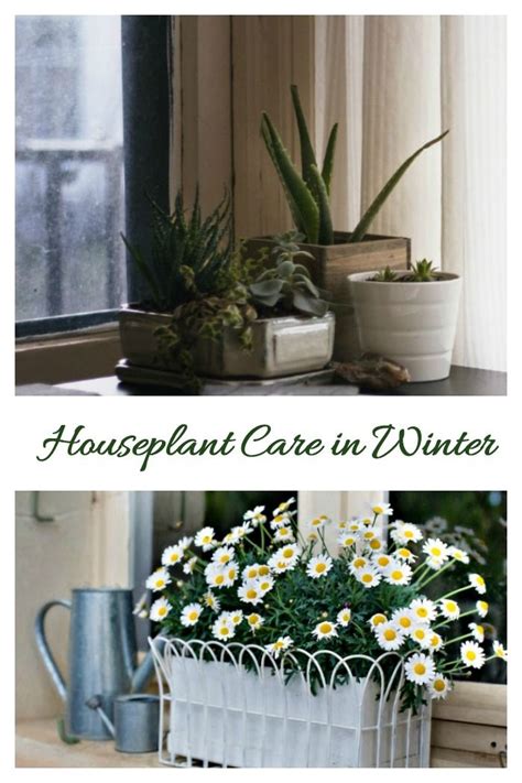 Winter House Plant Care Taking Care Of Indoor Plants During The