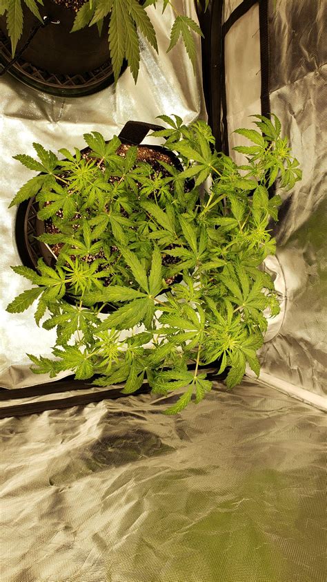 Fast Buds Pineapple Express Auto Grow Diary Journal Week6 By