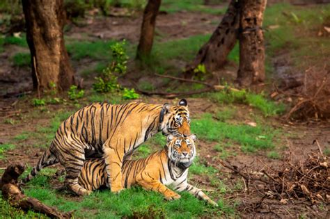 180 Fotos Bilder Und Lizenzfreie Bilder Zu Tiger Paarung Istock