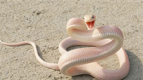 Albino Mamba Snake