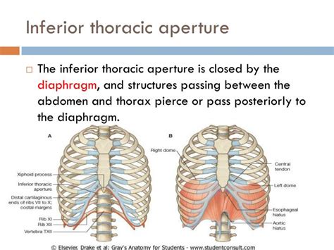 Ppt Thorax Powerpoint Presentation Id2312749