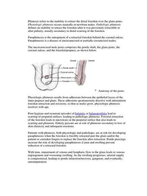 Phimosis Pdf Circumcision Urology