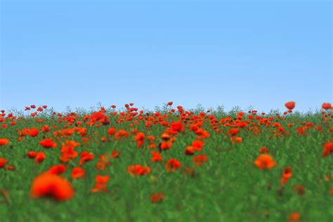 Poppies Field Sky Landscape Free Stock Photo Public Domain Pictures