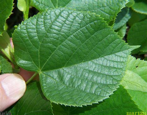 Maybe you would like to learn more about one of these? Big-Leaf Linden - Tilia platyphyllos - North American ...