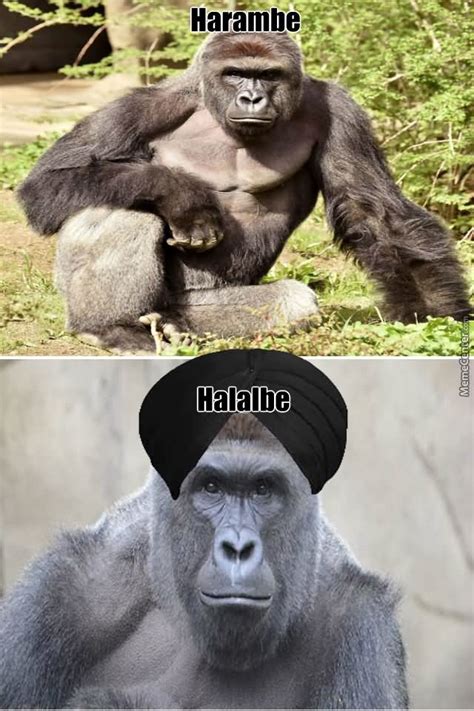 29 Funniest Harambe Memes Jokes S Photos And Images Picsmine