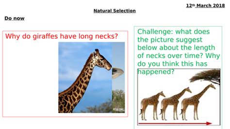 Natural Selection Biology Ks3 Teaching Resources