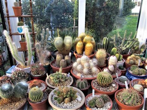 Hydro Prickly Pearcacti Force Rooting Cacti Cuttings In Water