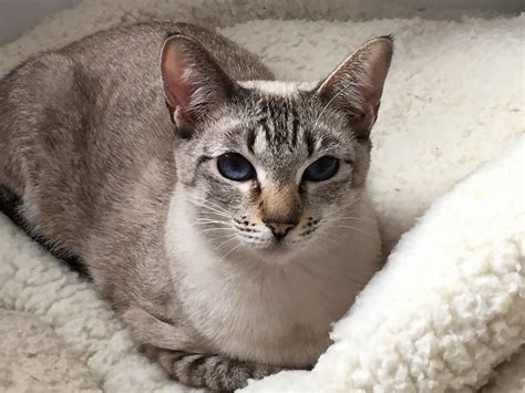 The lynx point siamese cat is mostly a colour variation that is produced when similar or various colour combinations of siamese cats are bred. Kim Harnish's Crystal Springs Cats : Kims Classic and ...