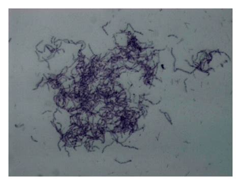 Bacillus Megaterium Under A 40x Microscope Download Scientific Diagram