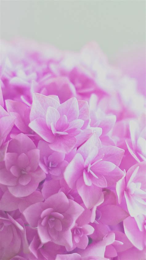 Pink Hortensia Flower Best Htc M9 Wallpapers