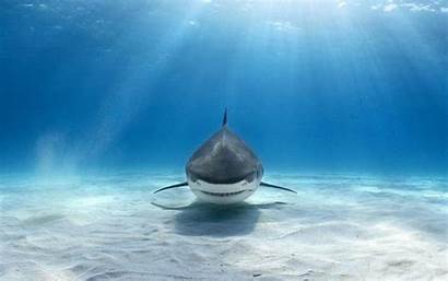 Shark Tiger Wallpapers Desktop Underwater Wallpapertag Wiki
