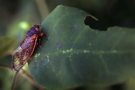 Billions Of Cicadas Are About To Invade The Us