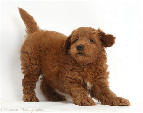 Dog Cute Playful Red F1b Goldendoodle Puppy Photo Wp36748